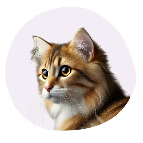 Kurilian Bobtail Poil Long